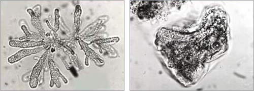 図1 活性汚泥微生物の例