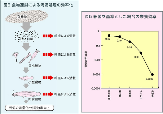 図10 食物連鎖と各段階の栄養効率