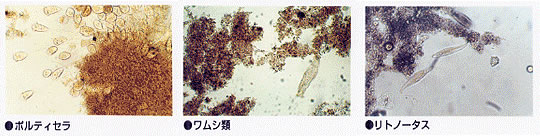 図3 有機質を分解する微生物の例