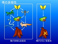 生物の多様性