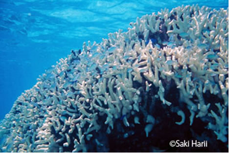 サンゴ礁保全対策 環境技術解説 環境展望台 国立環境研究所 環境情報メディア